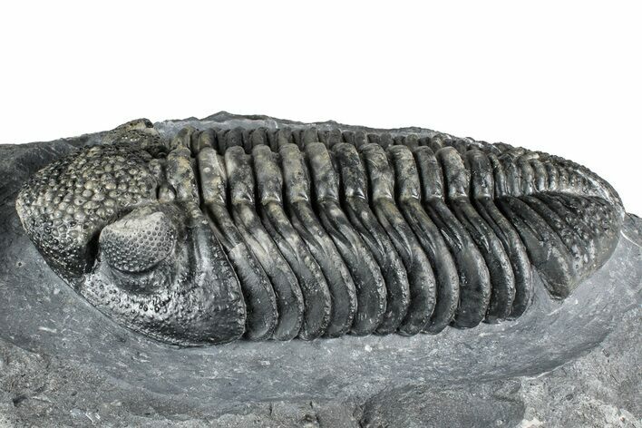 Prone Phacopid (Drotops) Trilobite - Mrakib, Morocco #357345